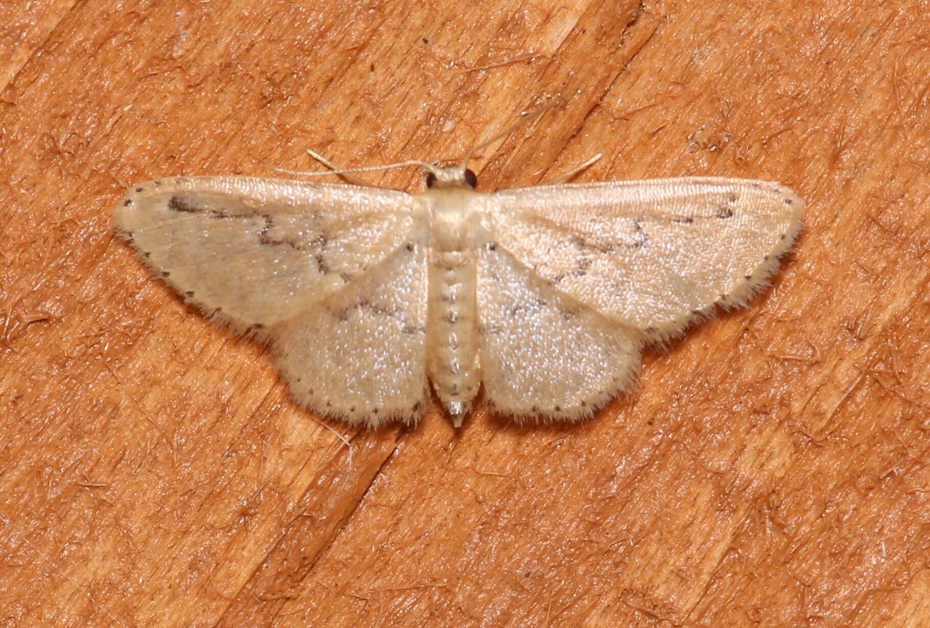 Image of Hill's Wave Moth