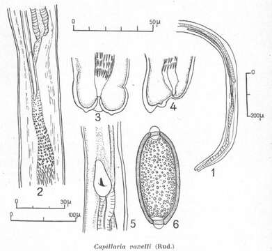 Image of Capillaria