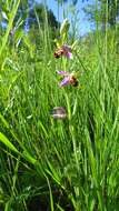 Image of Bee orchid