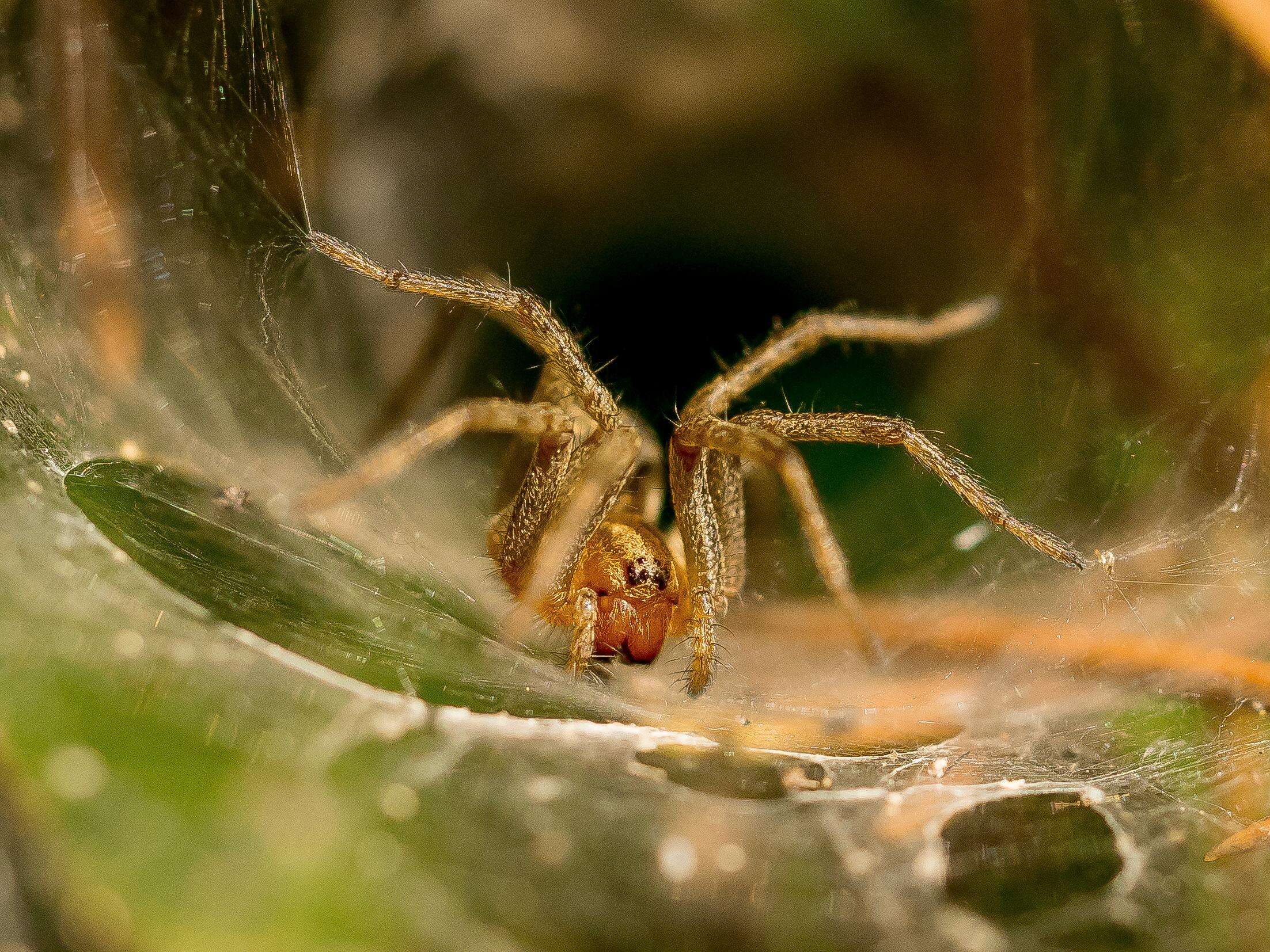 Image of Agelena labyrinthica (Clerck 1757)