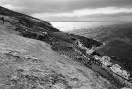 Image of Imperial Shag