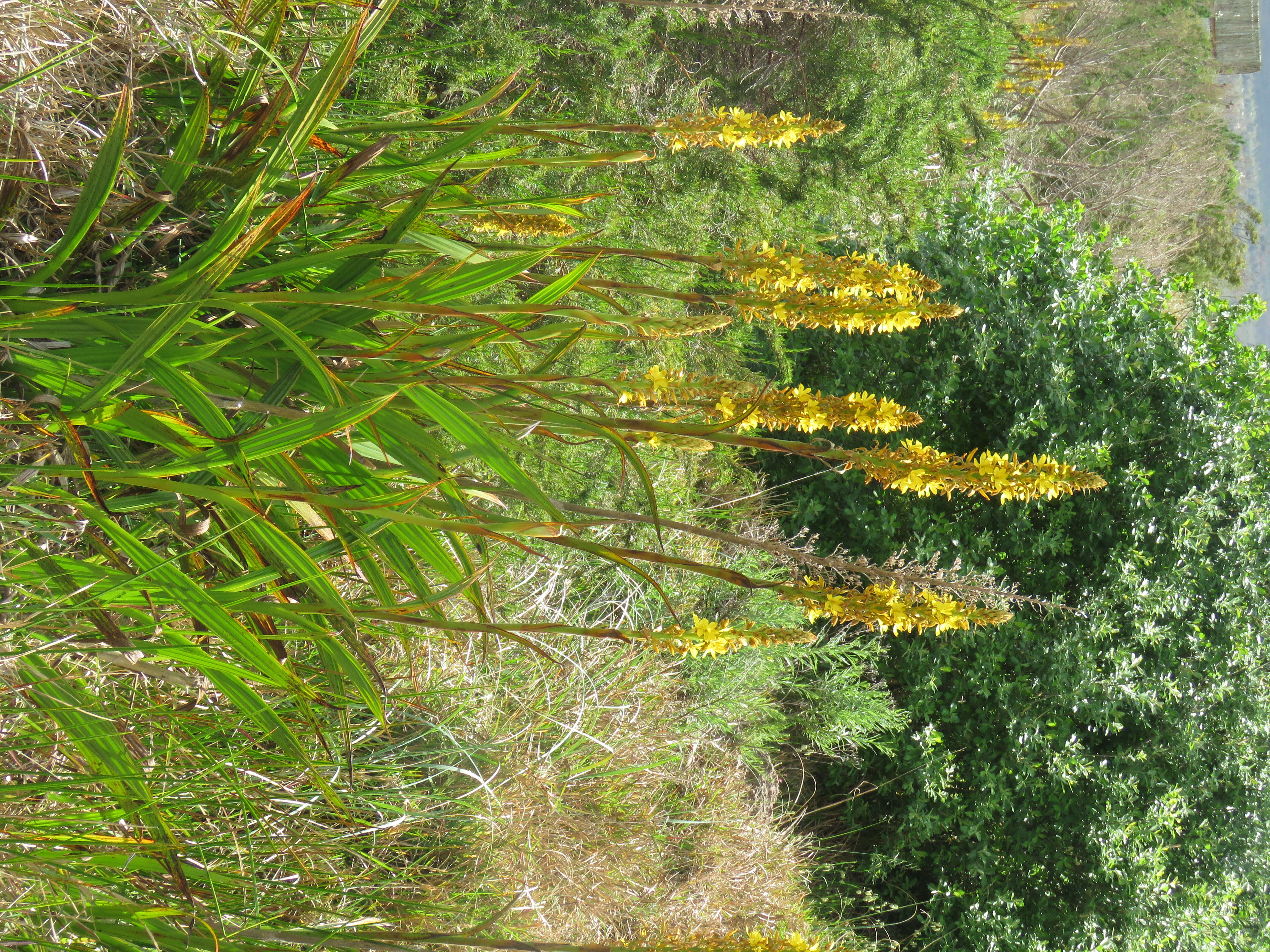 Image of Wachendorfia thyrsiflora Burm.