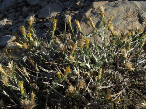 Image of whitestem goldenbush