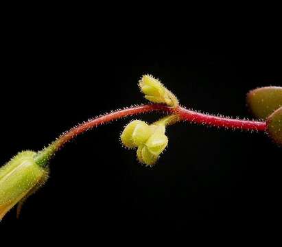 Kalanchoe manginii resmi