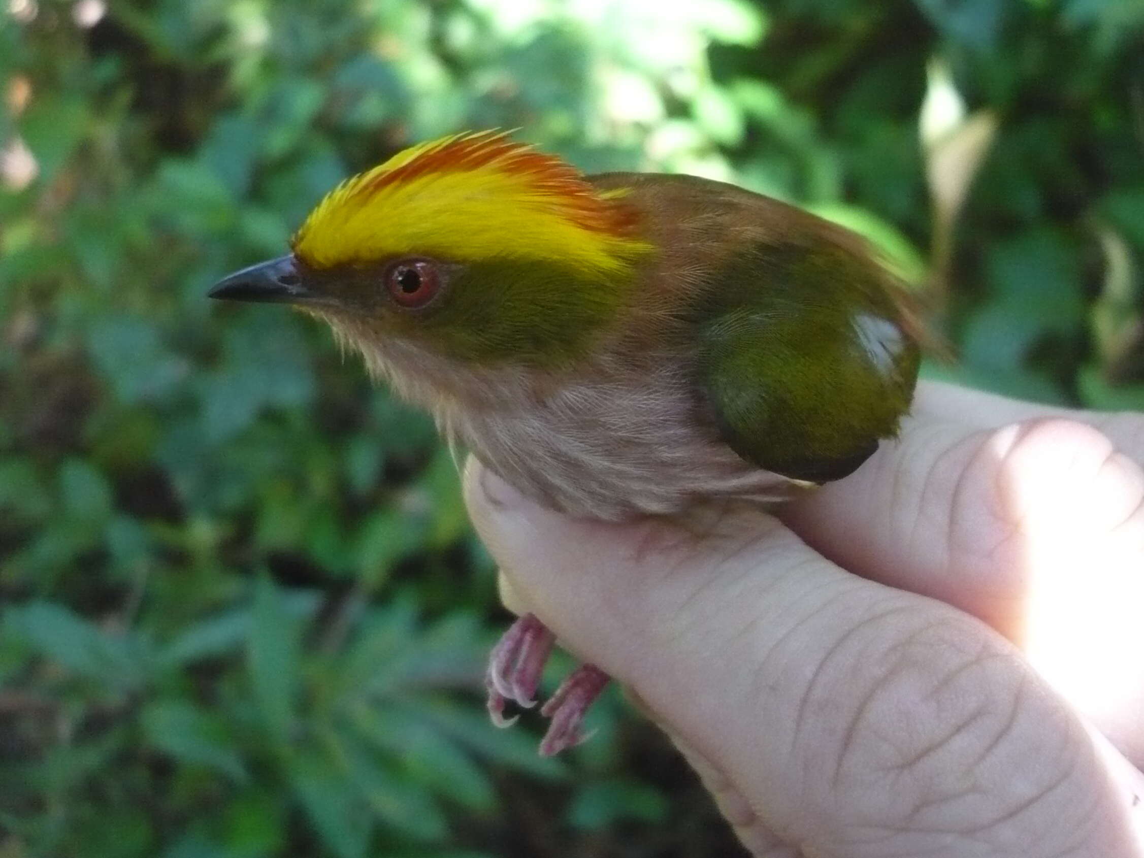 Image of Fiery-capped Manakin