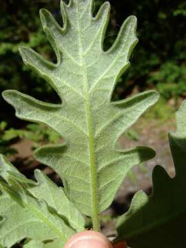 Image of Iberian white oak