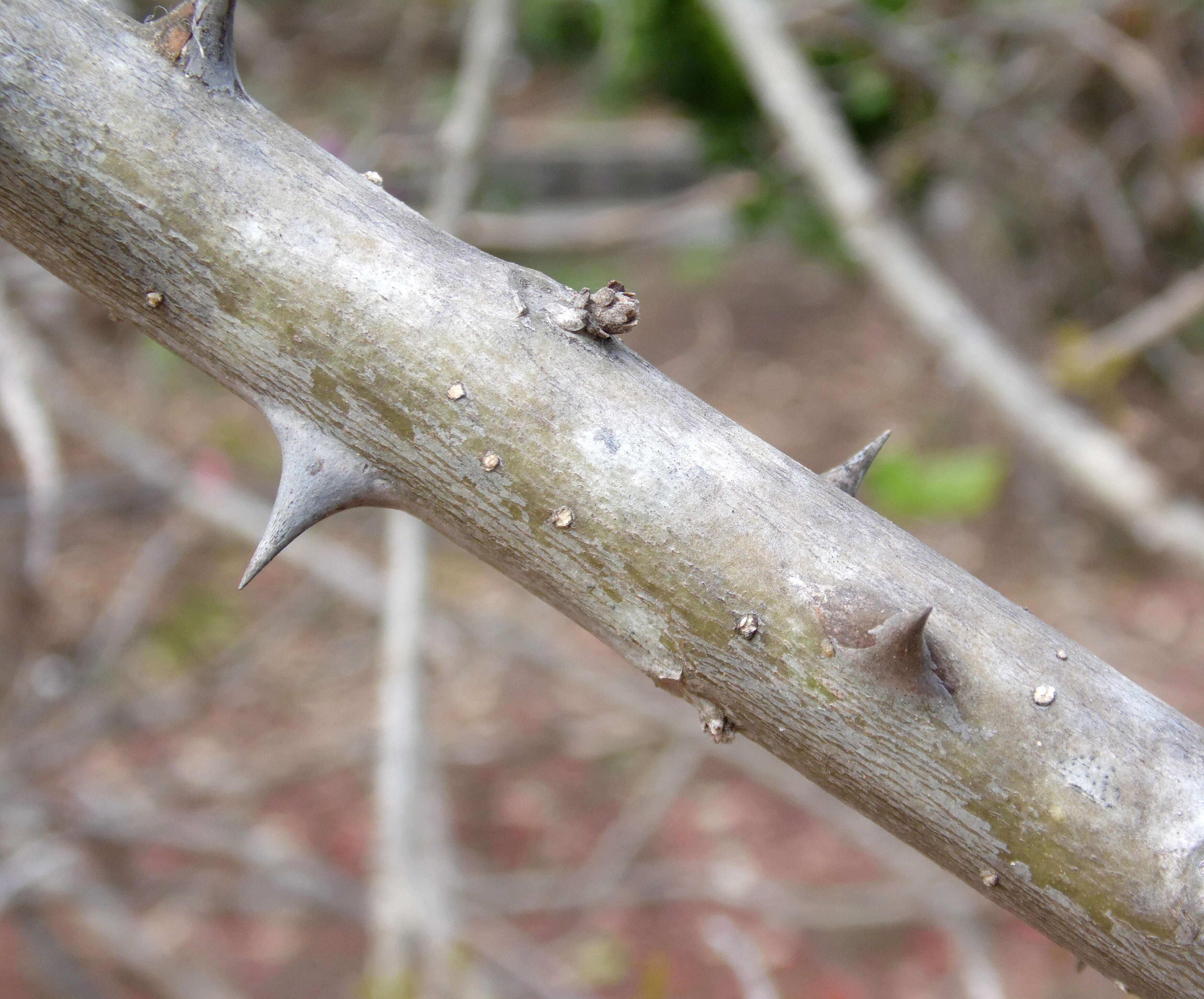 Image of Common Coral tree