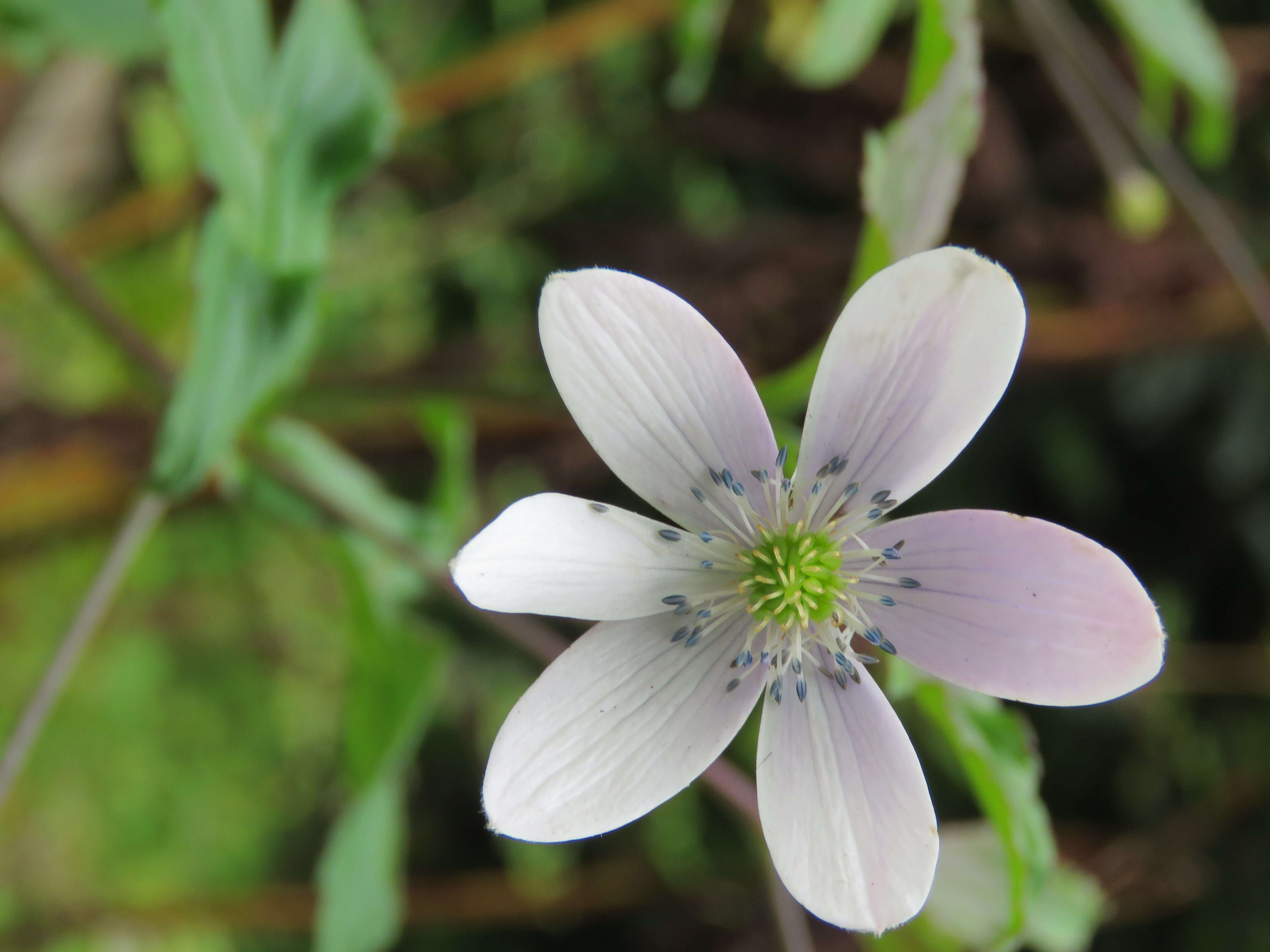 Image of <i>Anemone rivularis</i>