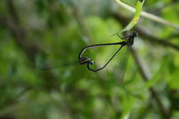 Image de Onychargia Selys 1865