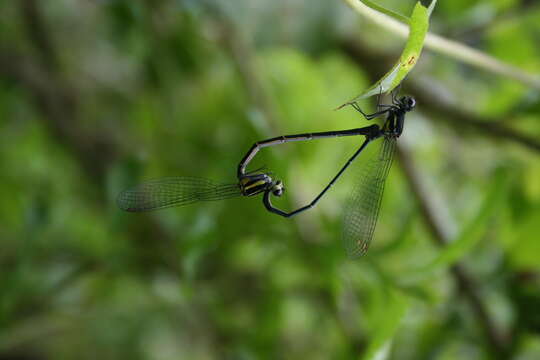 Image of Onychargia Selys 1865