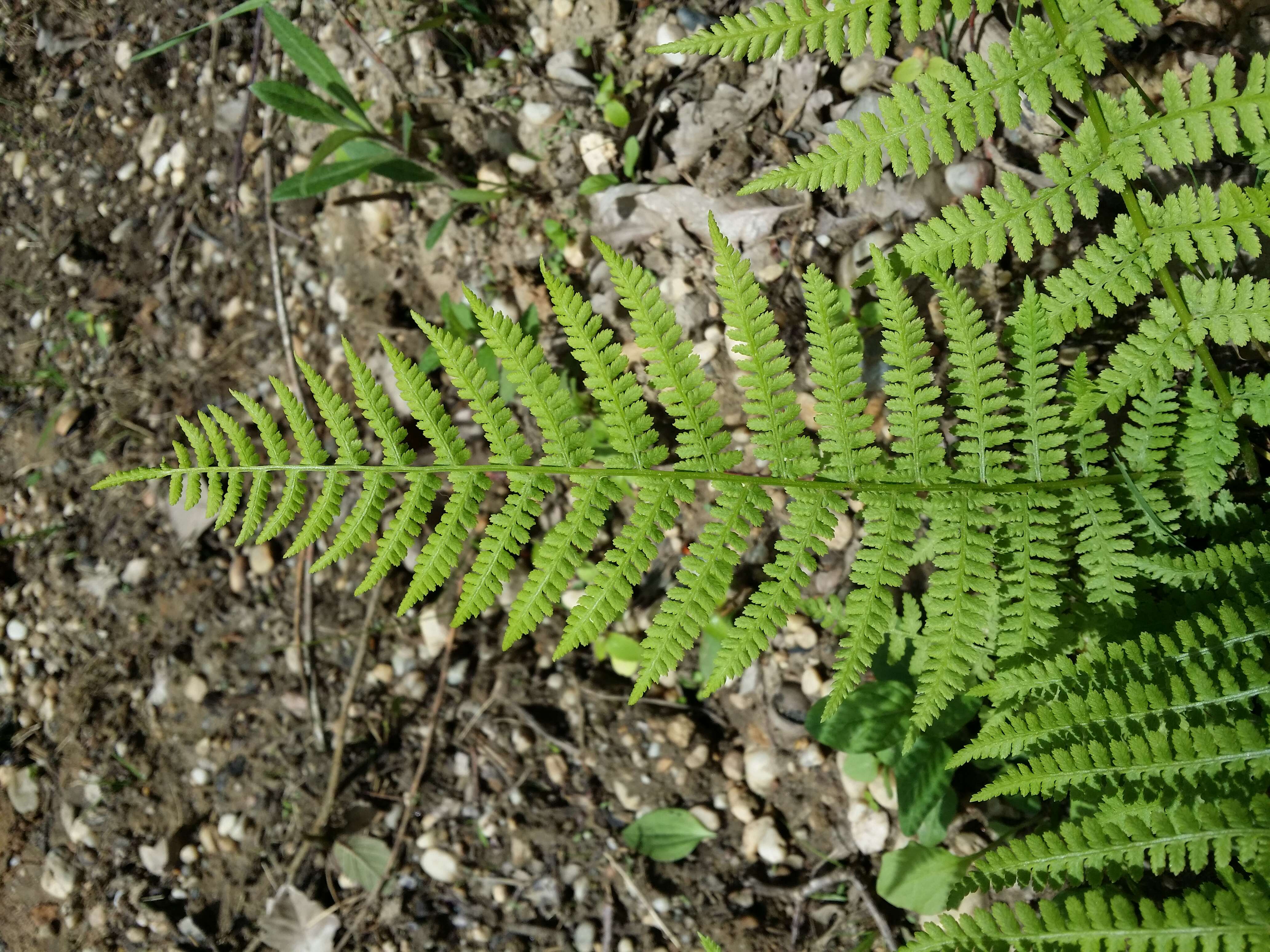 Image of Lady-fern