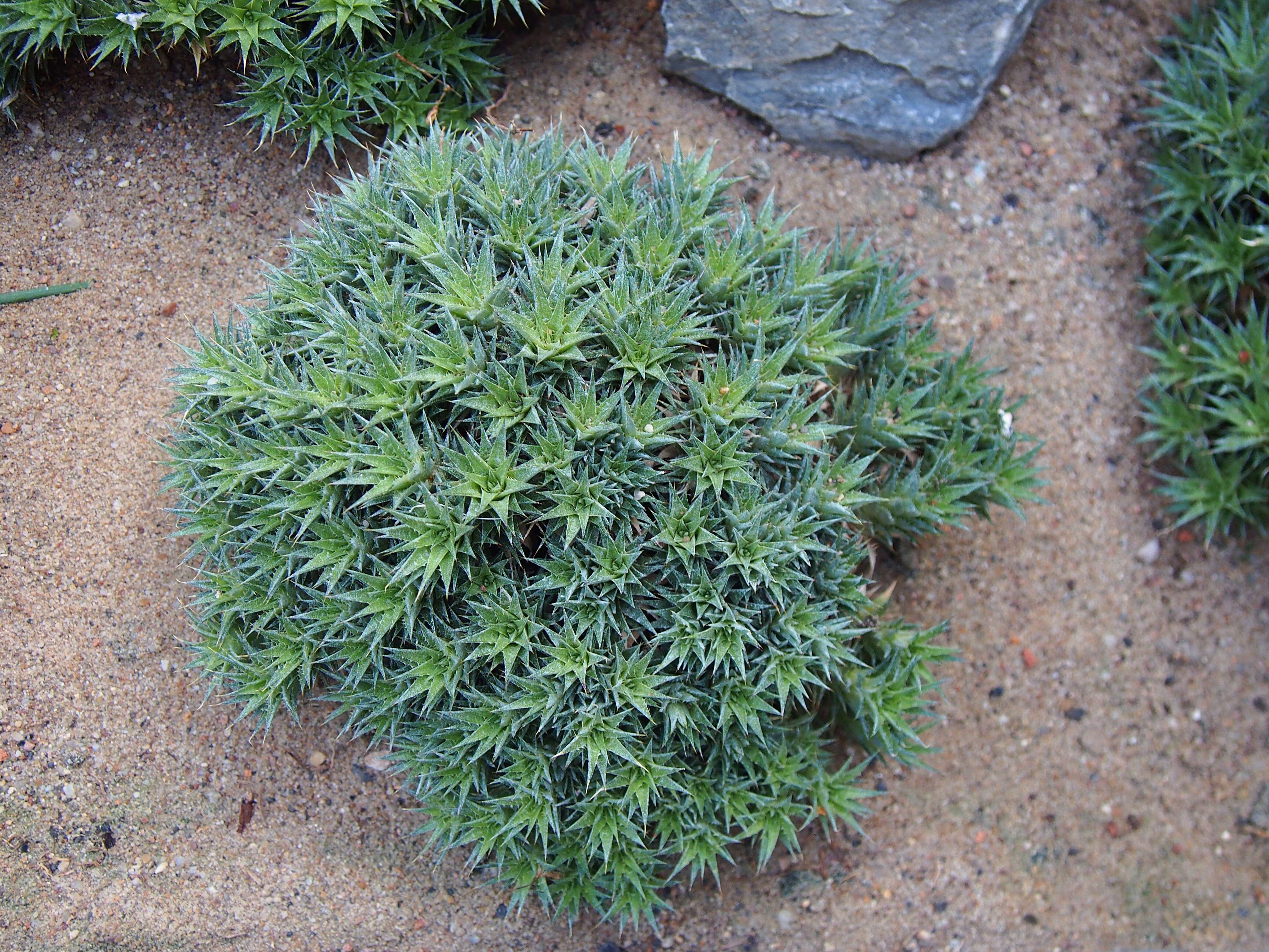 Image of Deuterocohnia brevifolia (Griseb.) M. A. Spencer & L. B. Sm.