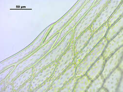 Image of Schleicher's bryum moss