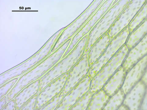Image of Schleicher's bryum moss