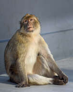 Image of Barbary Ape