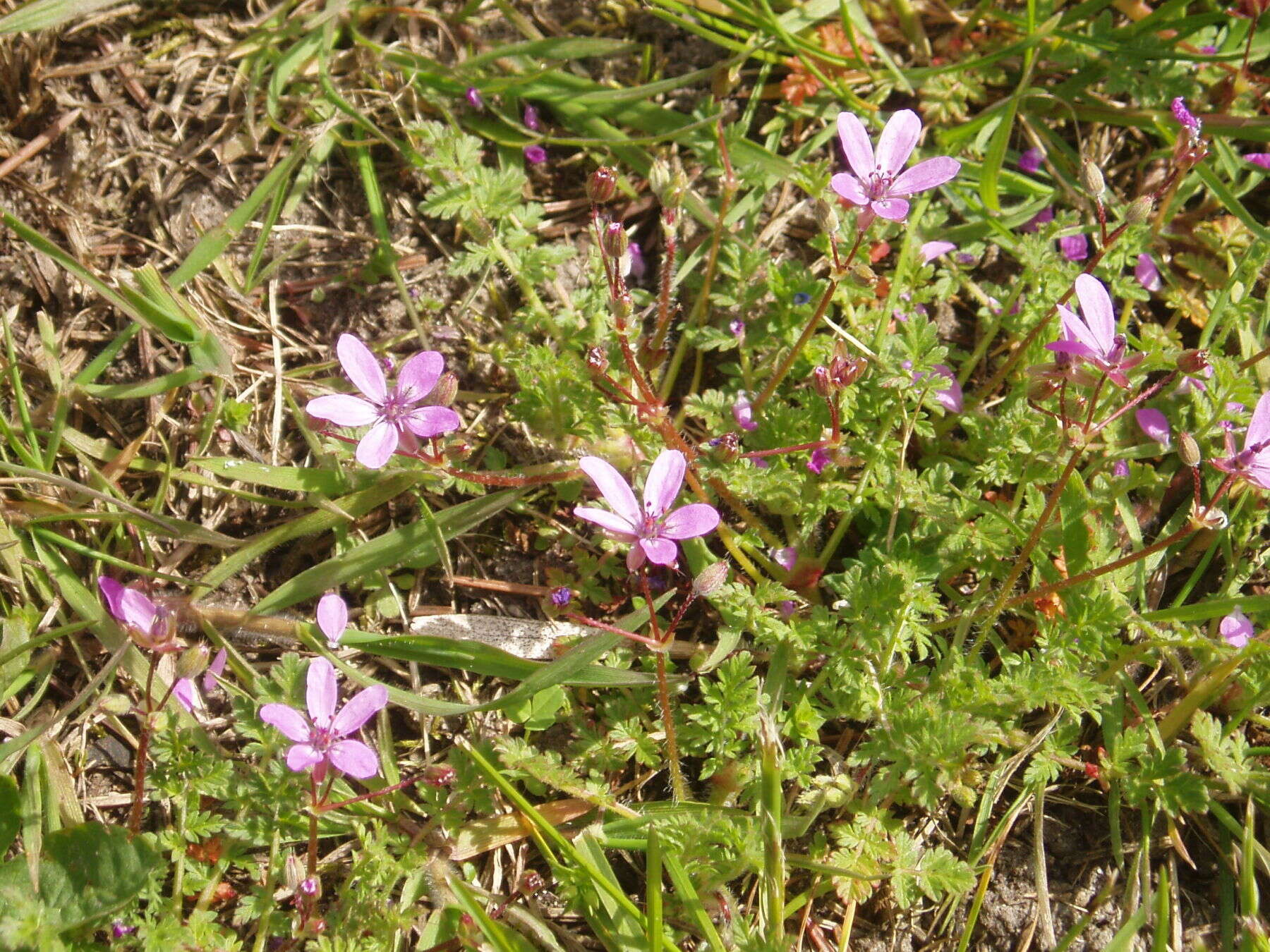 Image of Common Stork's-bill