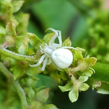 Image of Flower Crab Spiders