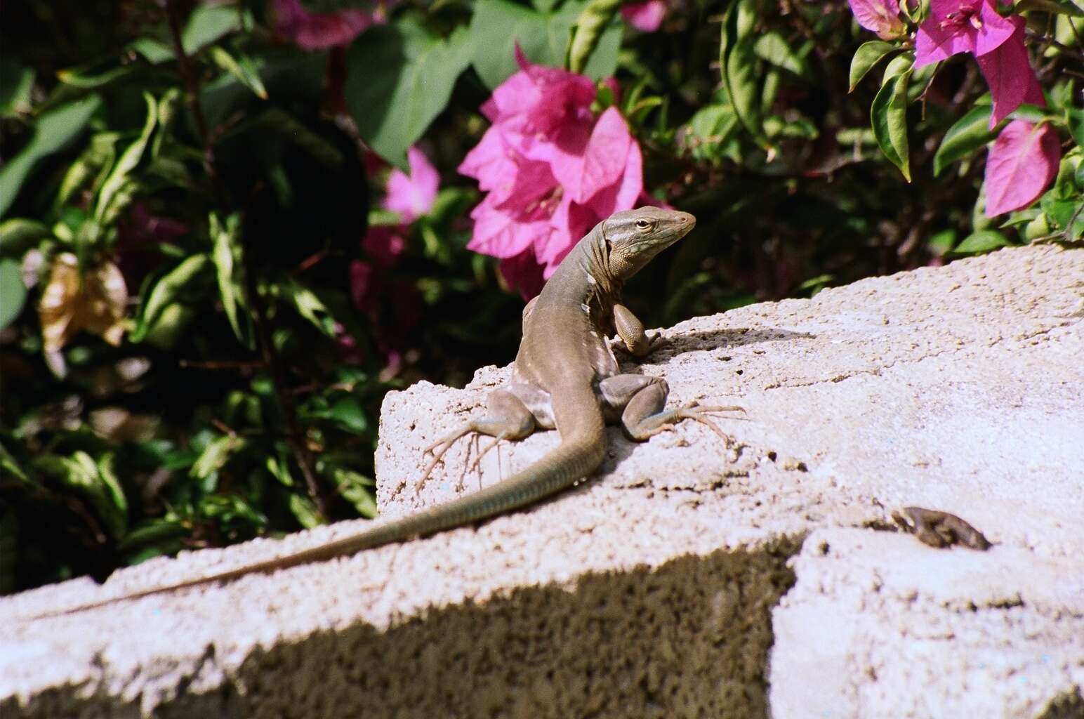 Image of Laurent's Whiptail