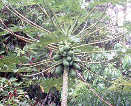 Image of papaya