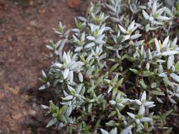 Image of Crassula biplanata Haw.