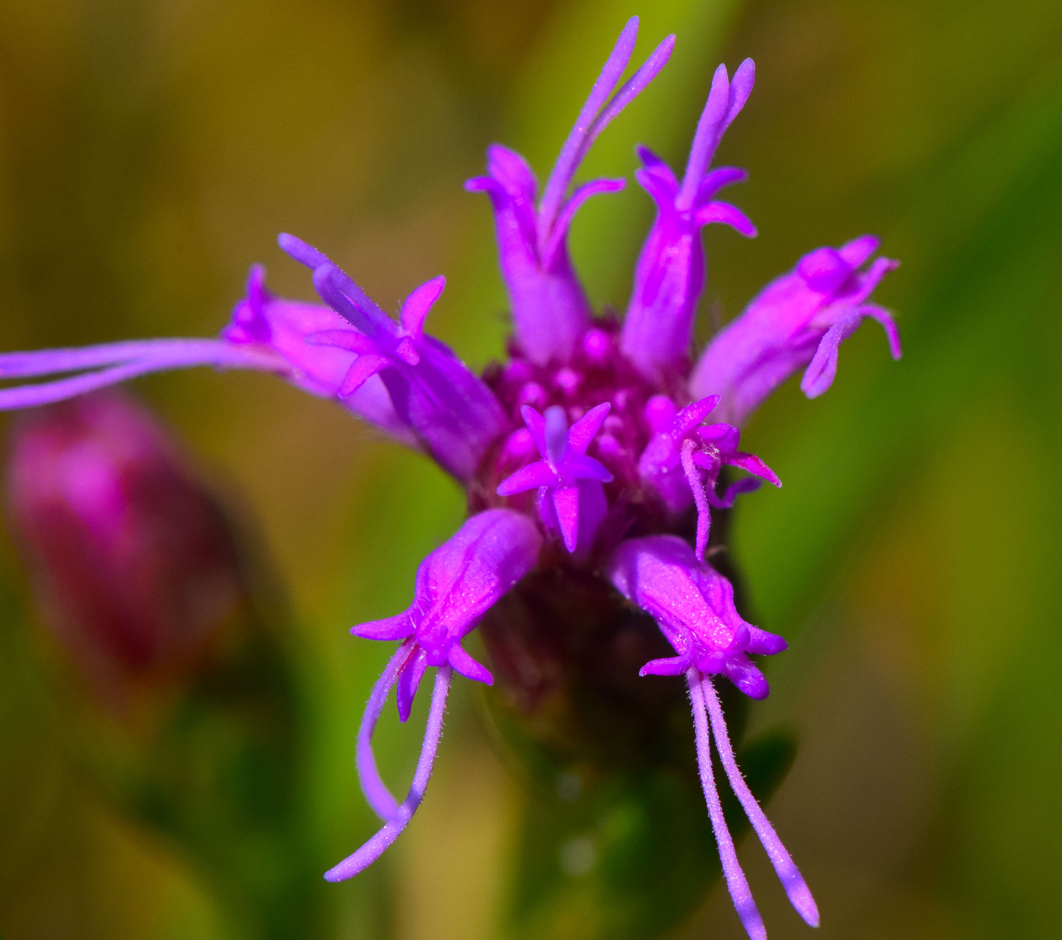 Слика од Liatris cylindracea Michx.