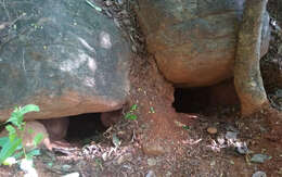 Image of Indian Crested Porcupine