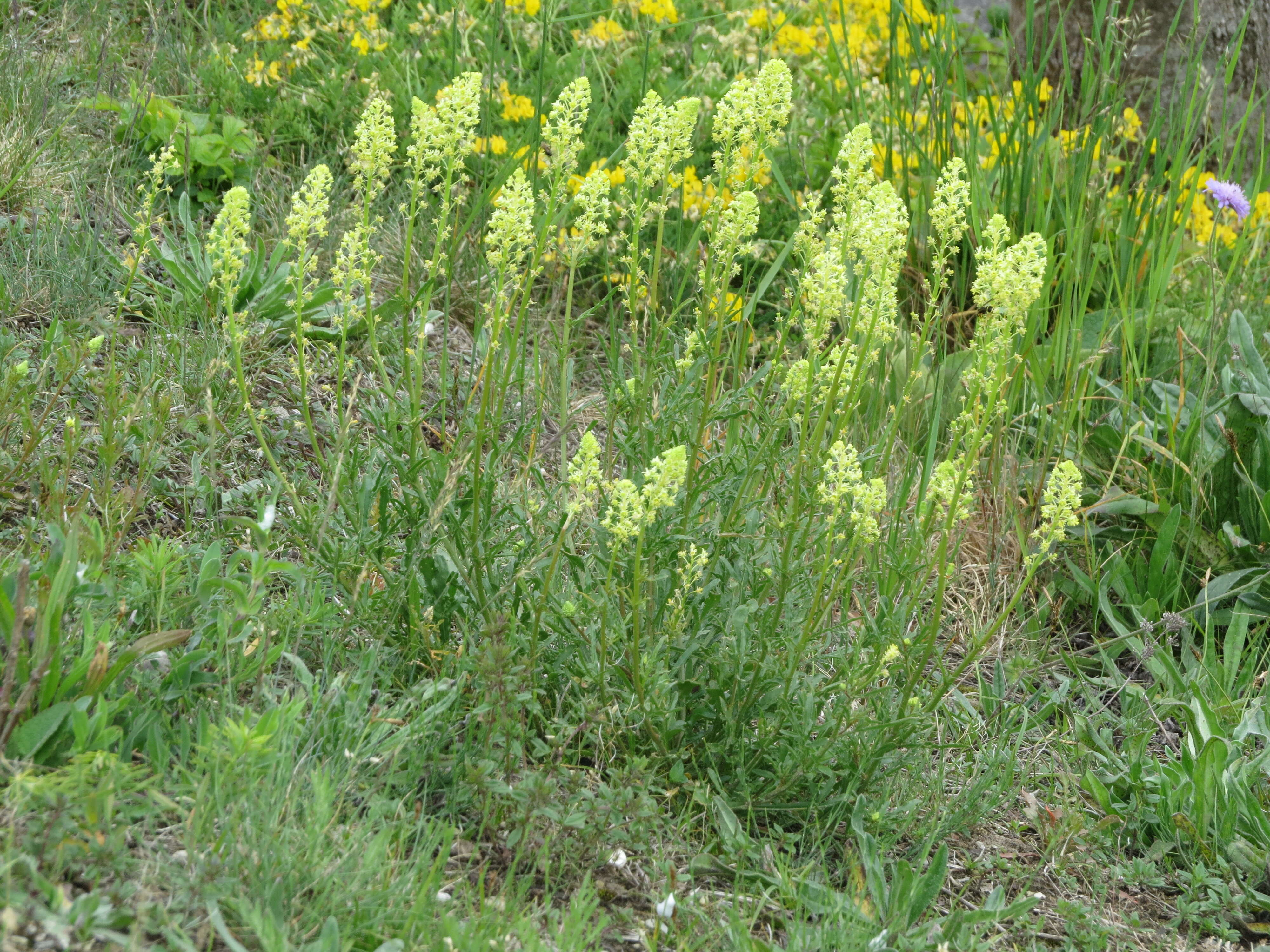 Слика од Reseda lutea L.