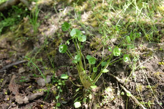 Image of Indian lettuce