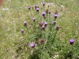 Image of Cynara humilis L.