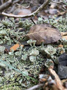 Image of cup lichen