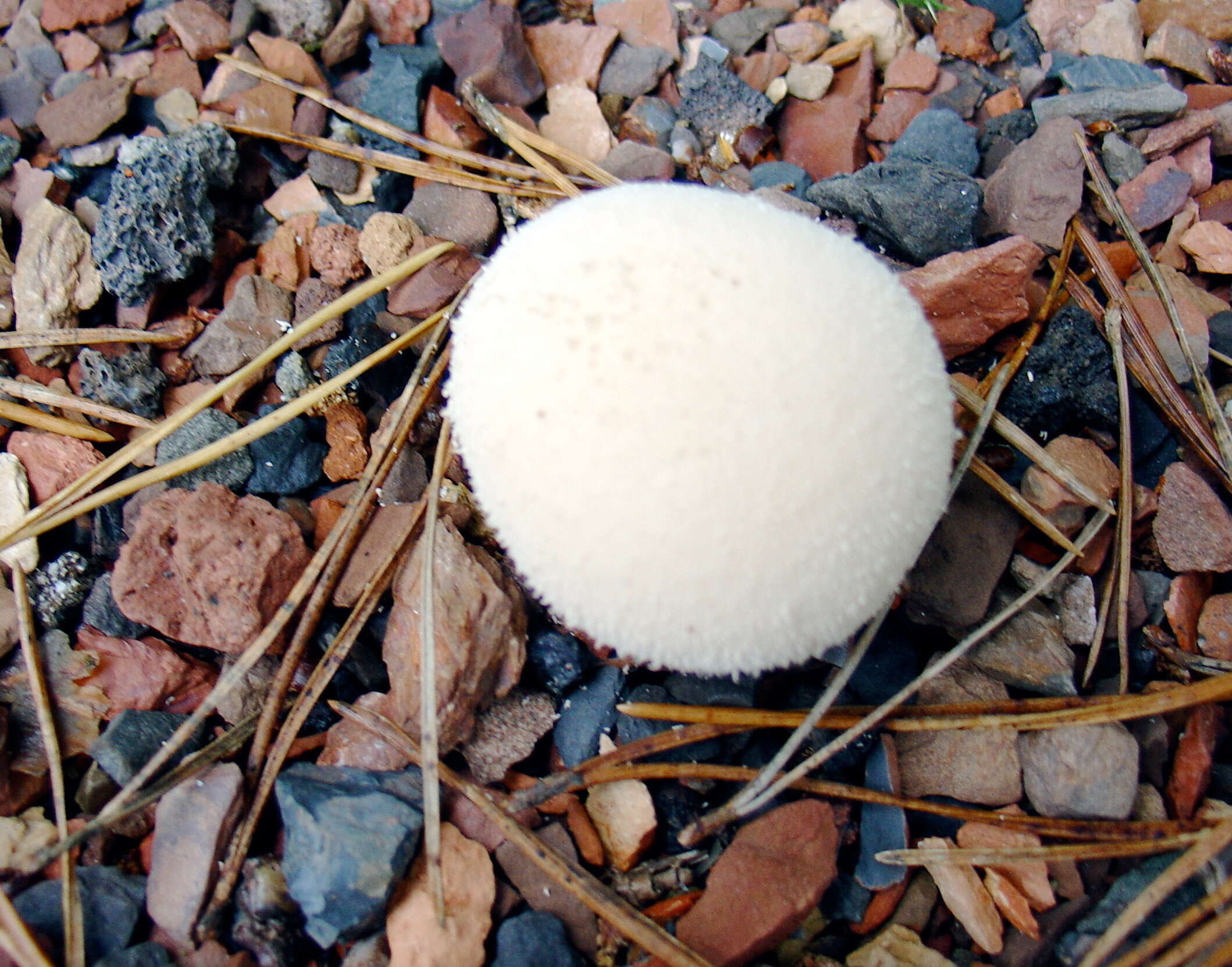 Imagem de Lycoperdon perlatum Pers. 1796