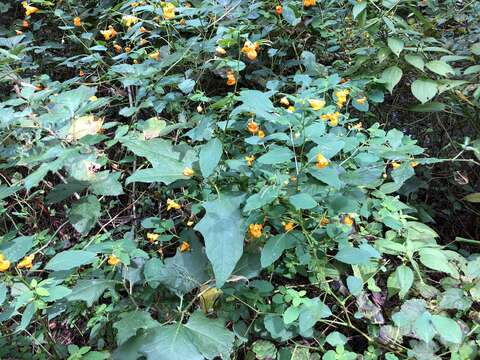 Image of jewelweed