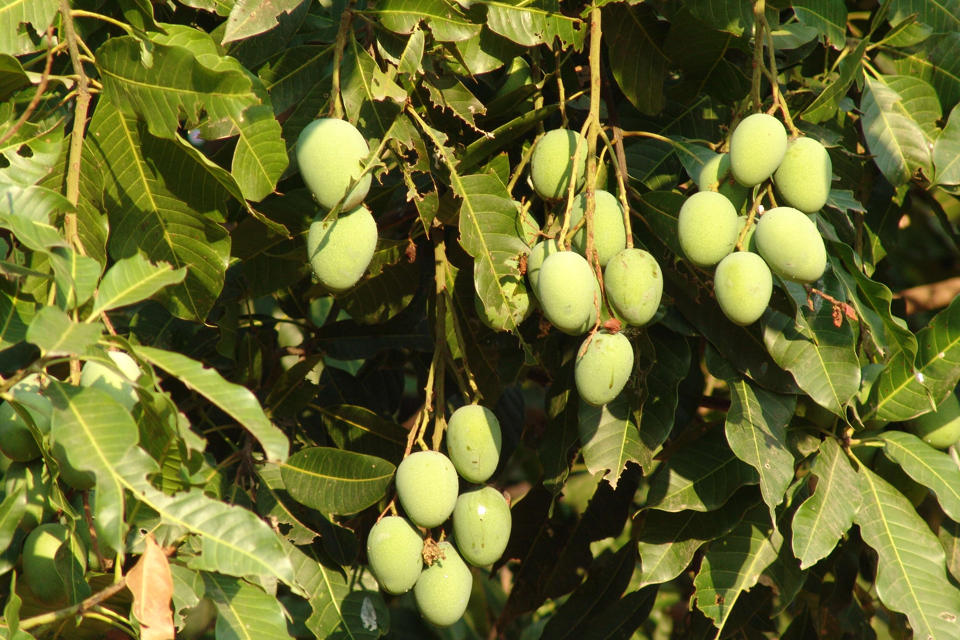 Image of African mango