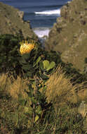 Image of Leucospermum innovans Rourke