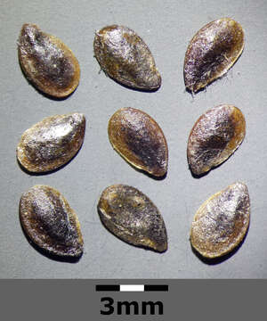 Image of Asian flax