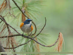 Image of Orange-flanked Bush-Robin