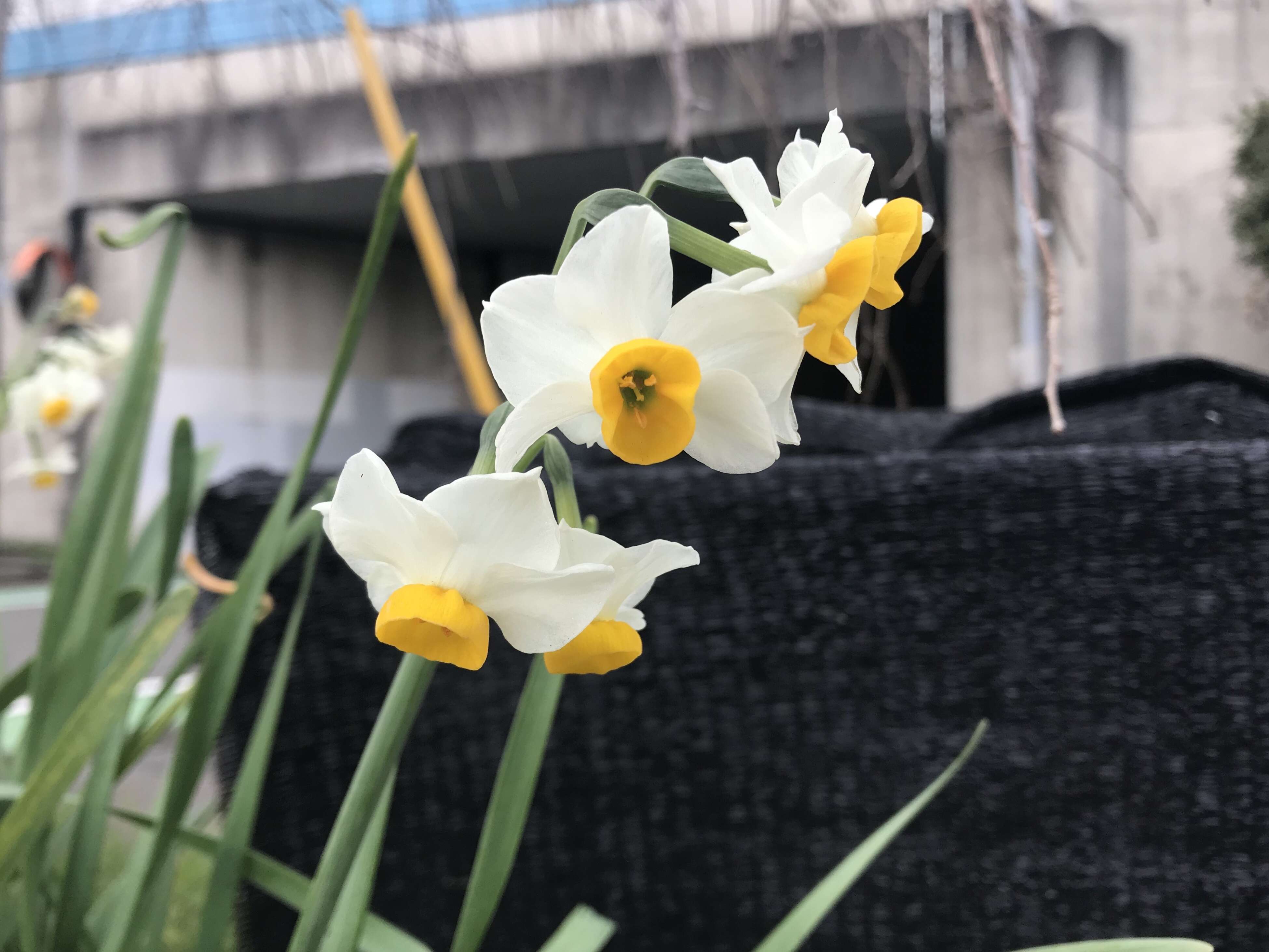 Image of cream narcissus