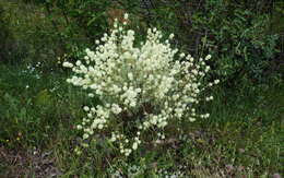 Image of Mastic Thyme