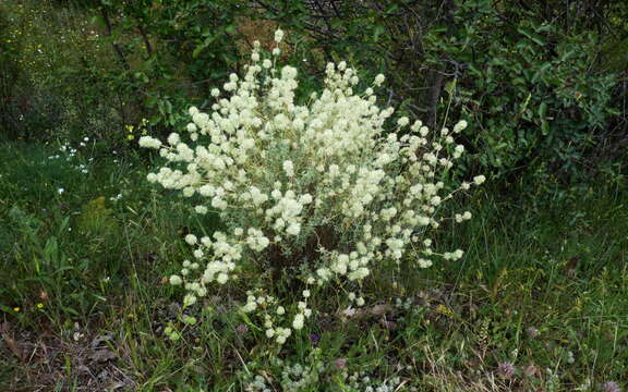 Image of Mastic Thyme