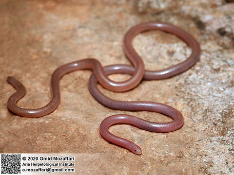 Image of Phillips' Blind Snake