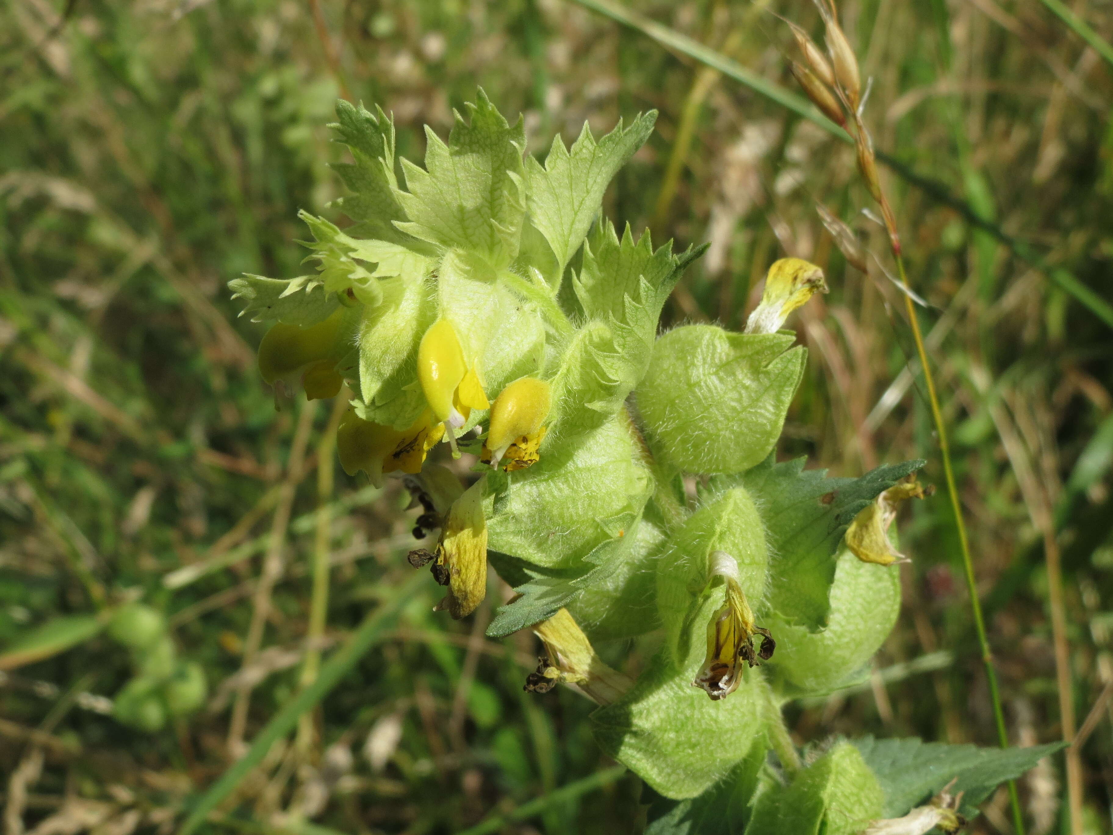 Image of European yellow rattle