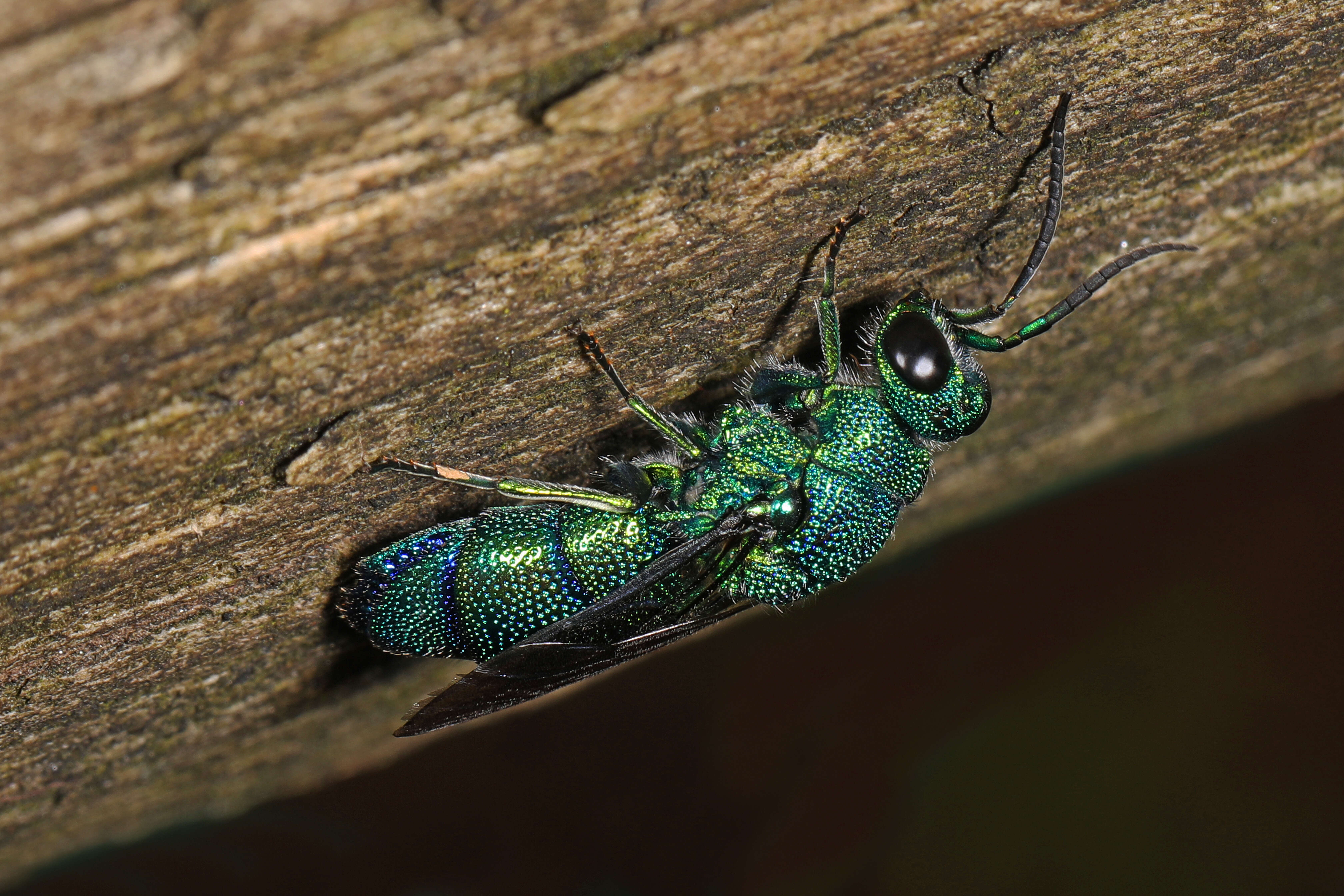 صورة Chrysis smaragdula