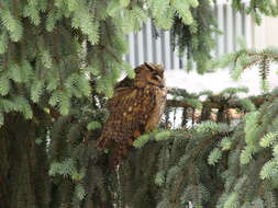 Image of Long-eared Owl