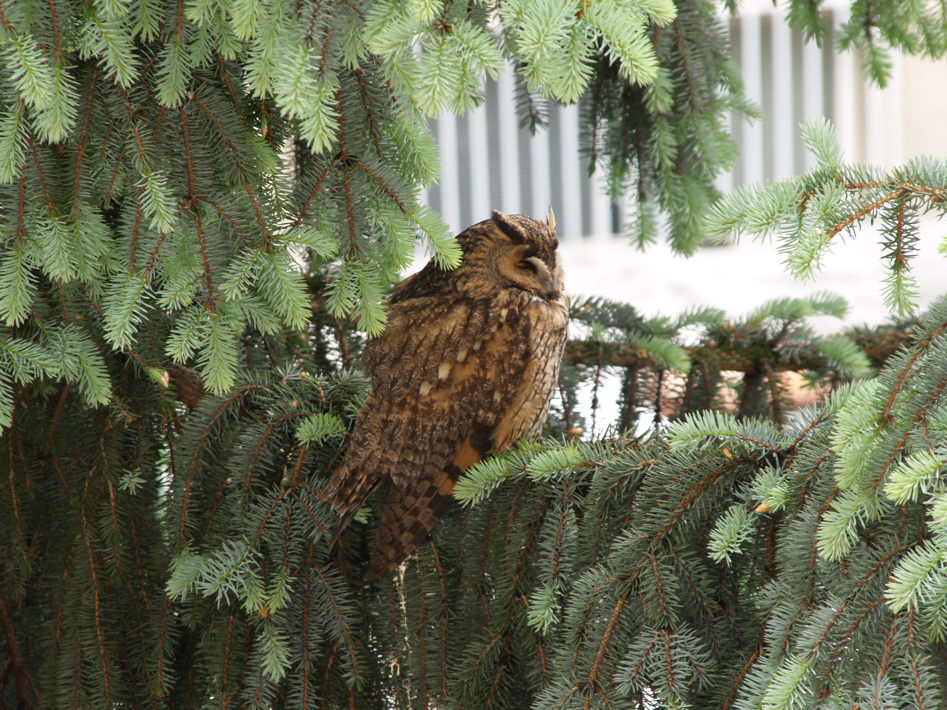 Image of Long-eared Owl