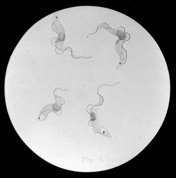 Image of Trypanosoma Gruby 1843