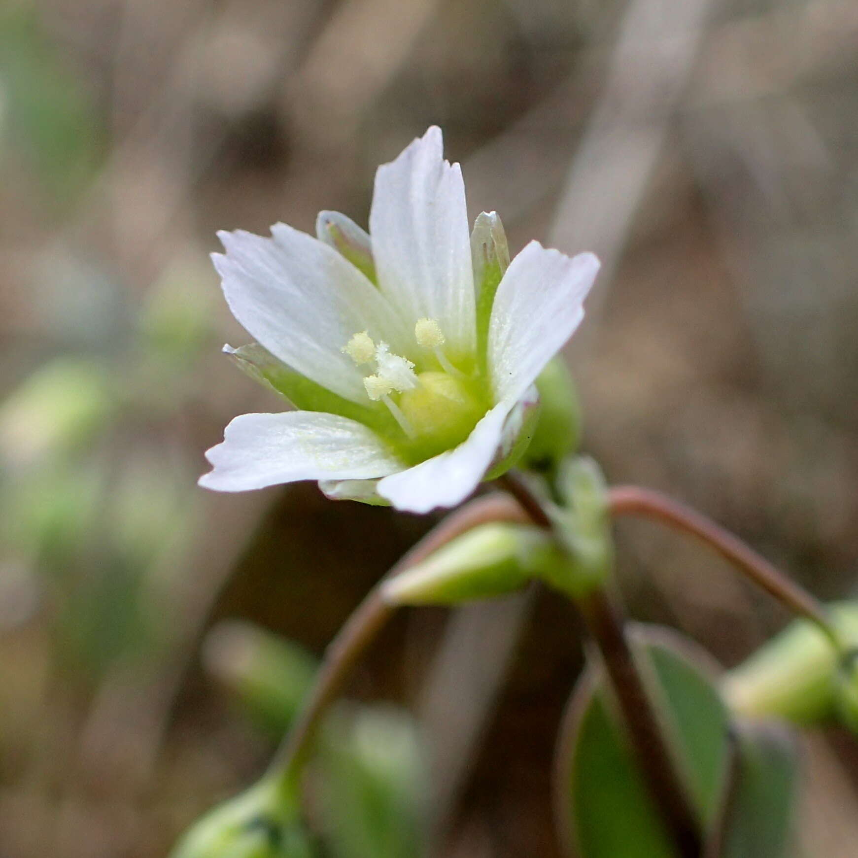 Image of holosteum