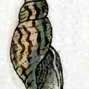 Image of Daphnella patula (Reeve 1845)