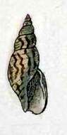 Image de Daphnella patula (Reeve 1845)