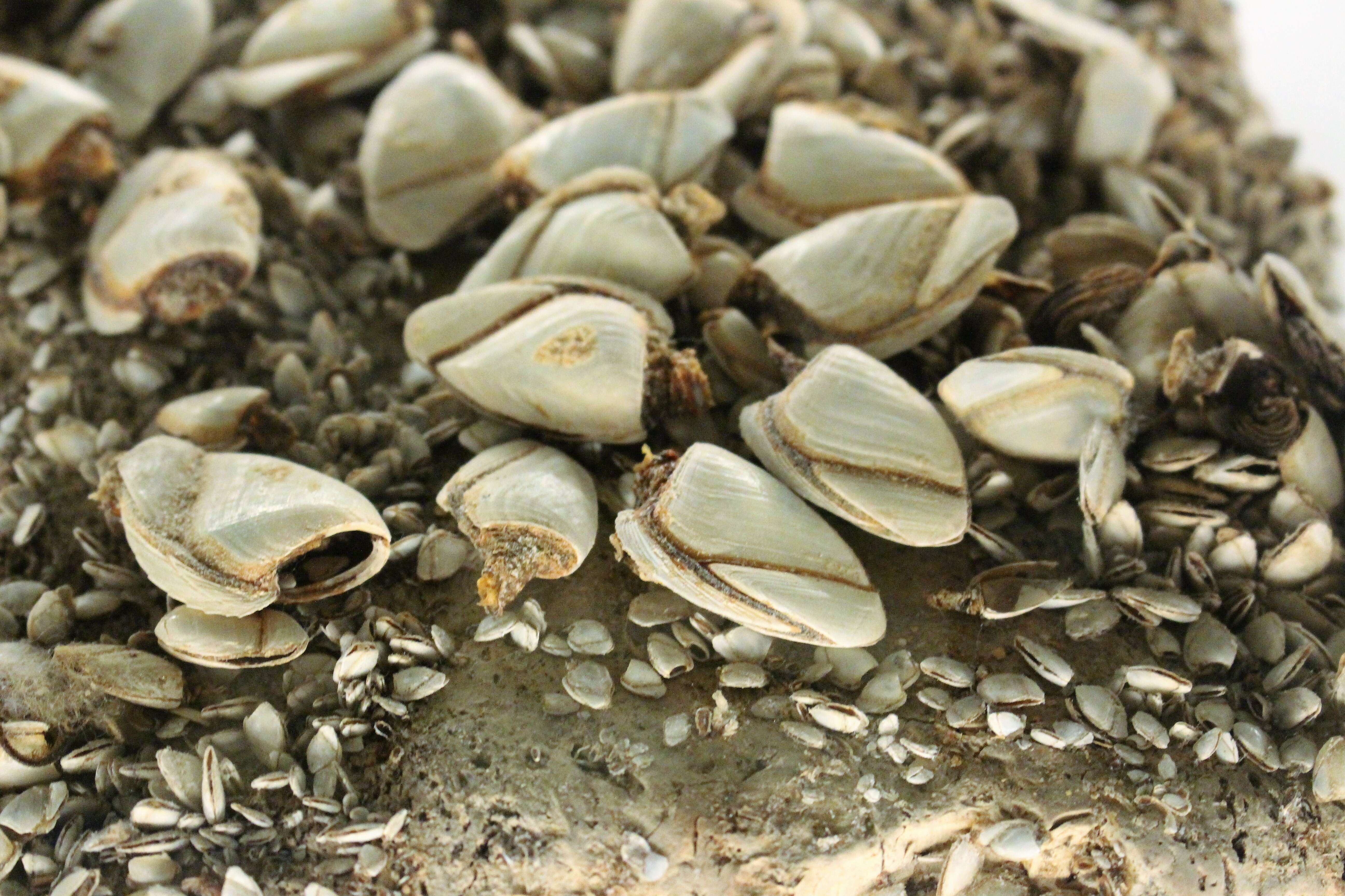 Image of Goose barnacle