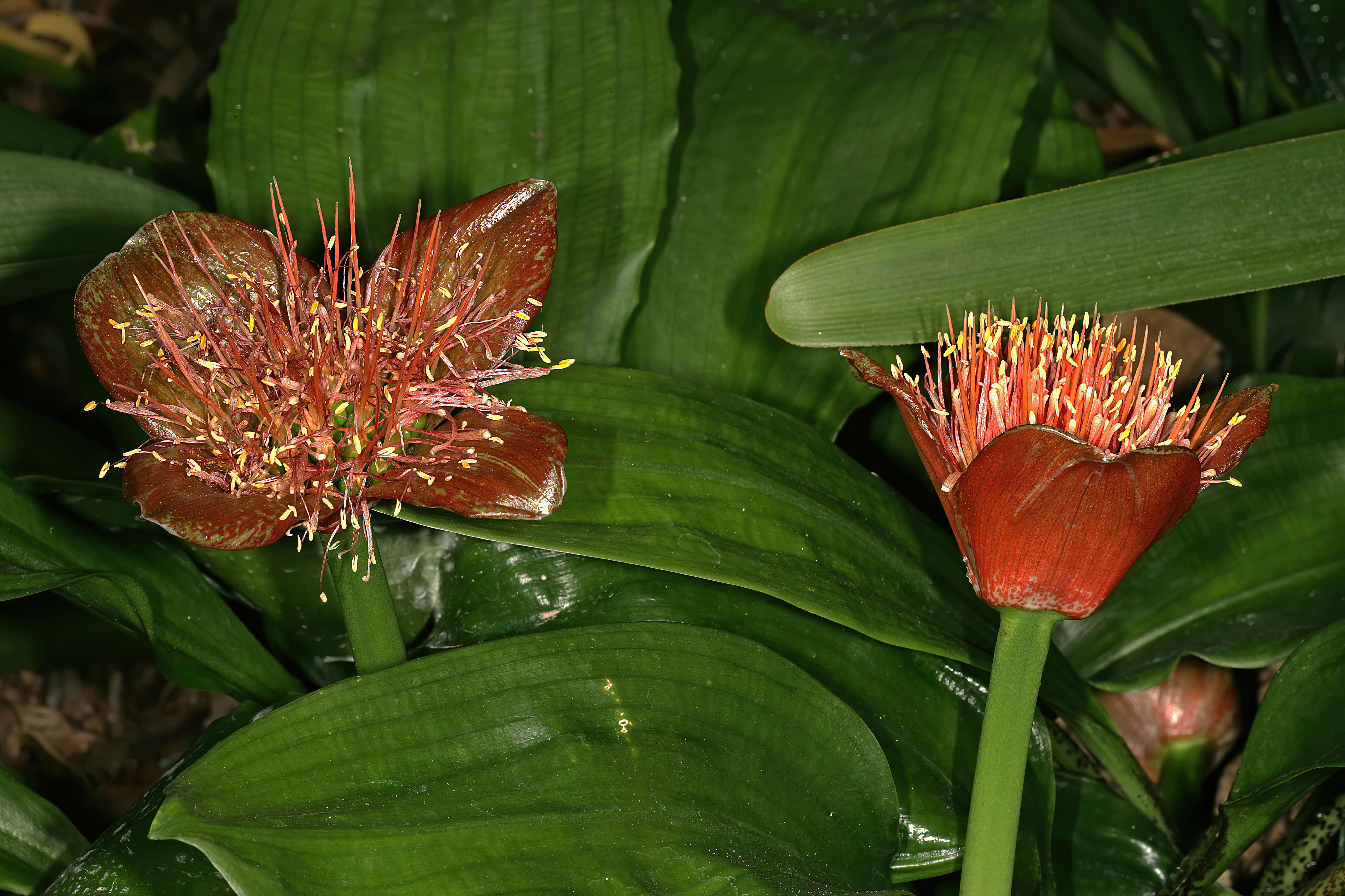 Image of Scadoxus membranaceus (Baker) Friis & Nordal